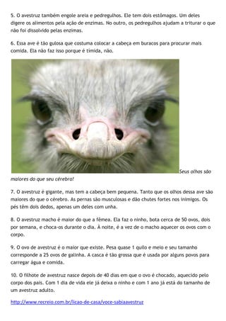 5. O avestruz também engole areia e pedregulhos. Ele tem dois estômagos. Um deles
digere os alimentos pela ação de enzimas. No outro, os pedregulhos ajudam a triturar o que
não foi dissolvido pelas enzimas.
6. Essa ave é tão gulosa que costuma colocar a cabeça em buracos para procurar mais
comida. Ela não faz isso porque é tímida, não.
Seus olhos são
maiores do que seu cérebro!
7. O avestruz é gigante, mas tem a cabeça bem pequena. Tanto que os olhos dessa ave são
maiores do que o cérebro. As pernas são musculosas e dão chutes fortes nos inimigos. Os
pés têm dois dedos, apenas um deles com unha.
8. O avestruz macho é maior do que a fêmea. Ela faz o ninho, bota cerca de 50 ovos, dois
por semana, e choca-os durante o dia. À noite, é a vez de o macho aquecer os ovos com o
corpo.
9. O ovo de avestruz é o maior que existe. Pesa quase 1 quilo e meio e seu tamanho
corresponde a 25 ovos de galinha. A casca é tão grossa que é usada por alguns povos para
carregar água e comida.
10. O filhote de avestruz nasce depois de 40 dias em que o ovo é chocado, aquecido pelo
corpo dos pais. Com 1 dia de vida ele já deixa o ninho e com 1 ano já está do tamanho de
um avestruz adulto.
http://www.recreio.com.br/licao-de-casa/voce-sabiaavestruz
 
