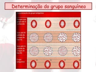 Determinação do grupo sanguíneo  