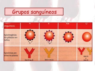 Grupos sanguíneos  