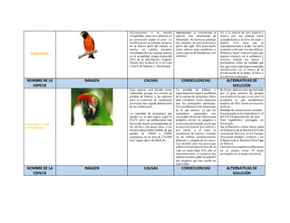 Cardenal i to: 
Perteneciente a la familia 
Fringillidae, estas aves difieren en 
su coloración según el sexo. La 
hembra posee un plumaje grisáceo 
en la mayor parte del cuerpo, el 
macho en cambio presente 
tonalidades de rojo-naranja intenso 
en la actualidad, ocupa menos del 
20% de la dist ribución original. 
Falcón, hoy en día se le ve en Lara 
y parte de Guárico y Anzoátegui. 
Amenazas: es considerada la 
especie más amenazada de 
Venezuela. Su hermoso plumaje 
fue causante de persecuciones a 
part ir del siglo XIX para usarlo 
como adorno para sombreros y 
como especie de hibridación con 
canarios. 
No a la cacería de esto pájaros y 
menos por sus plumas tener 
consideración a la hora de casar y 
dejarlo vivir para que se 
reproduzcan más y poder ver estos 
animales volar que son una belleza. 
Debemos hacer esfuerzos para que 
nuest ro impacto en el ambiente y 
entorno natural sea menor y 
profundizar sobre las medidas que 
hay que tomar para lograr resultados 
sat isfactorios en el marco de la 
preservación de la fauna, la flora y 
los entornos naturales. 
NOMBRE DE LA 
ESPECIE 
IMAGEN CAUSAS CONSECUENCIAS ALTERNATIVAS DE 
SOLUCIÓN 
Guacamayo verde 
(Ara militaris) 
Esta especie está listada como 
vulnerable porque los niveles de 
pérdida de hábitat y las capturas 
para el comercio de ejemplares 
provocan una rápida disminución 
de las poblaciones. 
La cant idad de ejemplares que 
quedan no se sabe seguro según la 
IUCN, pero sus poblaciones han 
decrecido mucho principalmente en 
los últ imos cincuenta años, y los 
últ imos datos fiables hablan de que 
quedan de 10000 a 20000 
ejemplares en un área de 276,000 
km2 según datos de BirdLife. 
La pérdida de hábitat y 
especialmente el grave problema 
de la captura de ejemplares libres 
para venderlos como mascotas 
son las principales amenazas. 
Este problema es más importante 
de lo que parece, ya que los 
ejemplares capturados son 
escondidos dent ro de objetos para 
poderlos enviar en paquetes a 
ot ras zonas del mundo, por lo que 
la mayoría mueren por asfixia y 
por est rés, y el resto se 
encuent ran de repente viviendo 
en un hábitat completamente 
diferente y alejado de los suyos. 
Las secuelas para los pocos que 
sobreviven son para el resto de su 
vida en caut ividad. Por ello es 
important ísimo, al comprar una 
especie exótica, pedir los papeles 
que aseguren que han nacido en 
caut ividad. 
Su futuro debería estar garant izado 
por el gran número de parques 
nacionales en los que viven, pero el 
problema es que actualmente 
muchos de ellos t ienen protección 
ineficaz. 
Medidas de conservación actuales: 
Está incluido en los Apéndices I y II 
del CITES dependiendo del país. 
Está legalmente protegido en 
Venezuela. 
Sus poblaciones t ienen buena salud 
en la Reserva de la Biosfera El Cielo 
(noreste de México), en los Parques 
Nacionales Madidi y Amboró, y en 
la Reserva de la Biósfera Pilón Lajas 
en Bolivia. 
Cuentan con pequeñas poblaciones 
en al menos ot ras 19 áreas 
protegidas en su rango potencial. 
NOMBRE DE LA 
ESPECIE 
IMAGEN CAUSAS CONSECUENCIAS ALTERNATIVAS DE 
SOLUCIÓN 
 