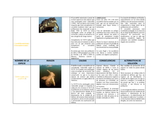 Cocodrilo americano 
(Crocodylus acutus) 
El cocodrilo americano a pesar de 
su fiero aspecto es una especie que 
está catalogada como vulnerable 
(1996). Aun así dent ro de la mala 
situación que t iene actualmente el 
cocodrilo podemos decir que sus 
poblaciones han mejorado ya que 
desde 1982 la UICN lo tenía 
catalogado como en peligro de 
ext inción, y ahora se encuent ra en 
una categoría de riesgo menor. 
Actualmente la UICN indica que 
hace falta una revisión de los datos 
para ver en qué situación está 
actualmente el cocodrilo 
americano. 
Se est ima que t iene una población 
de 500 a 1200 ejemplares en el Sur 
de Florida y de 1000 a 2000 en 
México, América cent ral y 
Sudamérica 
AMENAZAS 
Ent re los años 30 y 60 estos 
cocodrilos fueron cazados por su 
piel, que era un material muy 
popular para hacer bolsos y 
cinturones. 
Tras ser declarados en peligro 
cambiaron las cosas y ahora solo 
se puede obtener sus pieles a 
part ir de ejemplares criados 
legalmente en granjas para tal fin. 
Ahora la mayor amenaza de la 
población salvaje es la pérdida de 
hábitat como resultado del 
incremento de las zonas pobladas. 
La caza ilegal y los accidentes 
con barcas o coches también 
acaban con algunos ejemplares. 
La creación de hábitats art ificiales, 
especialmente en los sit ios donde 
nidifica cerca de sus áreas naturales, 
han sido esenciales para la 
recuperación a largo plazo de las 
poblaciones de cocodrilos. 
El cocodrilo americano está 
totalmente protegido en la mayoría 
de su rango de dist ribución, pero los 
esfuerzos de protección son 
insuficientes, ya que se sabe que 
algunos cazadores legales de 
caimanes son también cazadores 
ilegales de cocodrilos. 
NOMBRE DE LA 
ESPECIE 
IMAGEN CAUSAS CONSECUENCIAS ALTERNATIVAS DE 
SOLUCIÓN 
Delfín rosado (Inia 
geoffrensis) 
El delfín rosado, es un delfín de río 
considerado vulnerable según la 
IUCN. En Ecuador está catalogado 
como en peligro de ext inción. Sin 
embargo es muy importante 
conservarlo ya que es la única 
especie de cetáceo que habita 
exclusivamente en aguas dulces de 
América. 
La IUCN la ha catalogado como 
vulnerable porque se sospecha la 
reducción de al menos el 50 % de 
la población en los últimos 10 años 
o t res generaciones basado en el 
declive del área ocupada, la 
disminución de la calidad de su 
hábitat , de la menor observación de 
ejemplares y de los niveles actuales 
o potenciales de explotación del 
hábitat . 
Captura directa: Cuando se 
captura un delfín a veces se 
venden algunas de sus partes 
como amuletos. En el 
departamento del Beni, Bolivia, 
se les caza con rifles y redes. 
También se obtuvieron regist ros 
de muertes de delfines por parte 
de personas en Colombia, no 
siempre con fines comerciales, 
algunas veces por interacciones 
en la pesca. 
Pesca accidental: la principal 
causa de mortalidad por parte del 
hombre en Bolivia fueron las 
colisiones con motores y el 
enredo en redes de pesca en un 
estudio realizado en 2002. 
Hay medidas de protección de la 
especie en todos los países donde 
habita. 
Sería necesario un t rabajo sobre la 
cant idad de delfines que hay, un 
regist ro de su dist ribución, el 
estudio de los lugares por los que se 
mueven y emigran, y el estudio de 
las presas que hay y se podrían 
const ruir y sus efectos en la 
población. 
La invest igación debería orientarse 
hacia la detección de tendencias de 
aumento o disminución de las 
poblaciones y la ident ificación de 
las causas en cada zona. Localizar y 
evitar la pesca tanto accidental como 
dirigida, así como las matanzas 
 