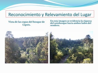 Reconocimiento y Relevamiento del Lugar 
Vista de las copas del bosque de 
Ciprés. 
En esta imagen se evidencia la riqueza 
del sotobosque hacia ambos lados del 
sendero. 
 