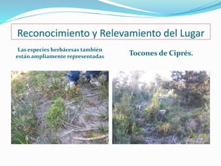 Reconocimiento y Relevamiento del Lugar 
Las especies herbácesas también 
están ampliamente representadas Tocones de Ciprés. 
 