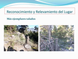 Reconocimiento y Relevamiento del Lugar 
Más ejemplares talados 
 