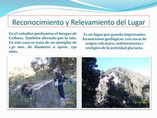 Reconocimiento y Relevamiento del Lugar 
En el cañadón predomina el bosque de 
Coihues. También afectado por la tala. 
En este caso se trata de un ejemplar de 
1,30 mts. de diametro o aprox. 230 
años. 
Es un lugar que guarda importantes 
formaciones geológicas, con rocas de 
origen volcánico, sedimentarias y 
vestigios de la actividad glaciaria. 
 