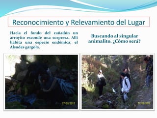 Reconocimiento y Relevamiento del Lugar 
Hacia el fondo del cañadón un 
arroyito esconde una sorpresa. Allí 
habita una especie endémica, el 
Alsodes gargola. 
Buscando al singular 
animalito. ¿Cómo será? 
 