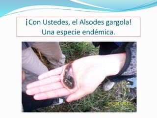 ¡Con Ustedes, el Alsodes gargola! 
Una especie endémica. 
 
