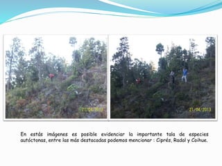 En estás imágenes es posible evidenciar la importante tala de especies 
autóctonas, entre las más destacadas podemos mencionar : Ciprés, Radal y Coihue. 
 