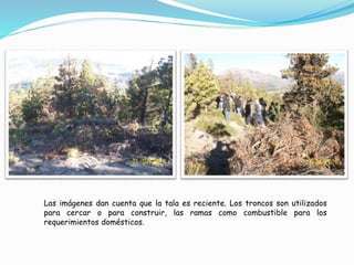 Las imágenes dan cuenta que la tala es reciente. Los troncos son utilizados 
para cercar o para construir, las ramas como combustible para los 
requerimientos domésticos. 
 