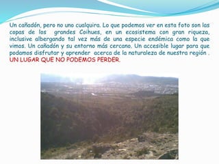 Un cañadón, pero no uno cualquira. Lo que podemos ver en esta foto son las 
copas de los grandes Coihues, en un ecosistema con gran riqueza, 
inclusive albergando tal vez más de una especie endémica como la que 
vimos. Un cañadón y su entorno más cercano. Un accesible lugar para que 
podamos disfrutar y aprender acerca de la naturaleza de nuestra región . 
UN LUGAR QUE NO PODEMOS PERDER. 
 