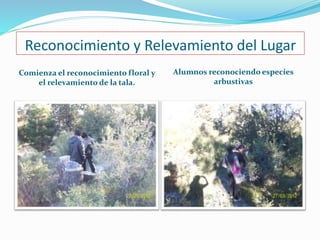 Reconocimiento y Relevamiento del Lugar 
Comienza el reconocimiento floral y 
el relevamiento de la tala. 
Alumnos reconociendo especies 
arbustivas 
 