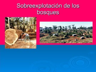 Sobreexplotación de los bosques 