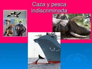 Caza y pesca indiscriminada 