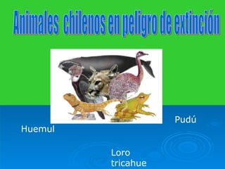 Animales  chilenos en peligro de extinción Huemul Loro tricahue Pudú 