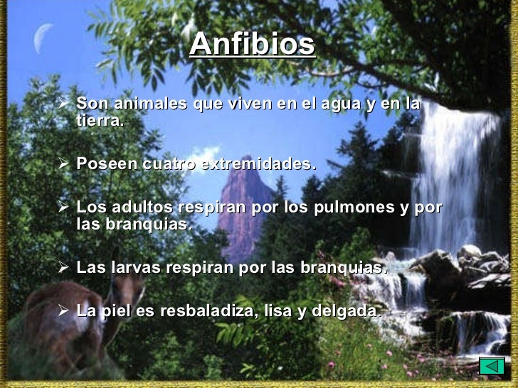 Los Peces Respiran Bajo El Agua Gracias A Ellas