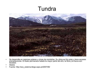 Tundra Se desarrolla en regiones polares y cimas de montañas. Su clima es frio polar y tiene escasas precipitaciones. El suelo permanece helado la mayor parte del año; la flora y la fauna son escasas. Alaska Fuente: http://eco_sistema.blogs.sapo.pt/2007/06/ 