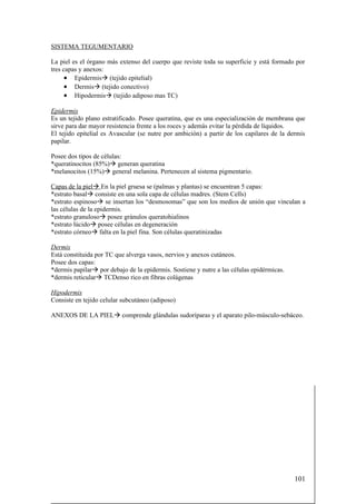 SISTEMA TEGUMENTARIO

La piel es el órgano más extenso del cuerpo que reviste toda su superficie y está formado por
tres capas y anexos:
      • Epidermisà (tejido epitelial)
      • Dermisà (tejido conectivo)
      • Hipodermisà (tejido adiposo mas TC)

Epidermis
Es un tejido plano estratificado. Posee queratina, que es una especialización de membrana que
sirve para dar mayor resistencia frente a los roces y además evitar la pérdida de líquidos.
El tejido epitelial es Avascular (se nutre por ambición) a partir de los capilares de la dermis
papilar.

Posee dos tipos de células:
*queratinocitos (85%)à generan queratina
*melanocitos (15%)à general melanina. Pertenecen al sistema pigmentario.

Capas de la pielà En la piel gruesa se (palmas y plantas) se encuentran 5 capas:
*estrato basalà consiste en una sola capa de células madres. (Stem Cells)
*estrato espinosoà se insertan los “desmosomas” que son los medios de unión que vinculan a
las células de la epidermis.
*estrato granulosoà posee gránulos queratohialinos
*estrato lúcidoà posee células en degeneración
*estrato córneoà falta en la piel fina. Son células queratinizadas

Dermis
Está constituida por TC que alverga vasos, nervios y anexos cutáneos.
Posee dos capas:
*dermis papilarà por debajo de la epidermis. Sostiene y nutre a las células epidérmicas.
*dermis reticularà TCDenso rico en fibras colágenas

Hipodermis
Consiste en tejido celular subcutáneo (adiposo)

ANEXOS DE LA PIELà comprende glándulas sudoríparas y el aparato pilo-músculo-sebáceo.




                                                                                           101
 