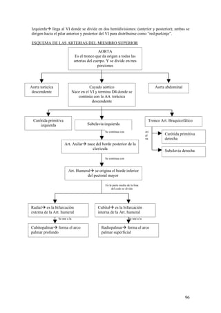 Izquierdaà llega al VI donde se divide en dos hemidivisiones: (anterior y posterior); ambas se
dirigen hacia el pilar anterior y posterior del VI para distribuirse como “red purkinje”.

ESQUEMA DE LAS ARTERIAS DEL MIEMBRO SUPERIOR

                                                AORTA
                                 Es el tronco que da origen a todas las
                                arterias del cuerpo. Y se divide en tres
                                               porciones




Aorta torácica                            Cayado aórtico                                   Aorta abdominal
 descendente                   Nace en el VI y termina D4 donde se
                                  continúa con la Art. torácica
                                           descendente



 Carótida primitiva                                                                    Tronco Art. Braquicefálico
     izquierda                          Subclavia izquierda
                                                    Se continua con                  ori
                                                                                     gi         Carótida primitiva
                                                                                     na         derecha
                      Art. Axilarà nace del borde posterior de la
                                      clavícula                                                 Subclavia derecha
                                                    Se continua con



                         Art. Humeralà se origina el borde inferior
                                   del pectoral mayor

                                                    En la parte media de la fosa
                                                         del codo se divide




Radialà es la bifurcación                      Cubitalà es la bifurcación
externa de la Art. humeral                     interna de la Art. humeral
                 Se une a la                                           Se une a la


Cubitopalmarà forma el arco                      Radiopalmarà forma el arco
palmar profundo                                  palmar superficial




                                                                                                             96
 