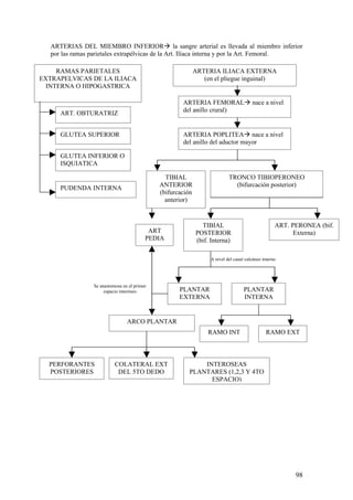 ARTERIAS DEL MIEMBRO INFERIORà la sangre arterial es llevada al miembro inferior
   por las ramas parietales extrapélvicas de la Art. Ilíaca interna y por la Art. Femoral.

     RAMAS PARIETALES                                        ARTERIA ILIACA EXTERNA
EXTRAPELVICAS DE LA ILIACA                                      (en el pliegue inguinal)
  INTERNA O HIPOGASTRICA

                                                      ARTERIA FEMORALà nace a nivel
      ART. OBTURATRIZ                                 del anillo crural)


      GLUTEA SUPERIOR                                 ARTERIA POPLITEAà nace a nivel
                                                      del anillo del aductor mayor

      GLUTEA INFERIOR O
      ISQUIATICA

                                                TIBIAL                     TRONCO TIBIOPERONEO
      PUDENDA INTERNA                         ANTERIOR                       (bifurcación posterior)
                                              (bifurcación
                                                anterior)


                                                               TIBIAL                              ART. PERONEA (bif.
                                           ART               POSTERIOR                                   Externa)
                                          PEDIA              (bif. Interna)

                                                                  A nivel del canal calcáneo interno




                 Se anastomosa en el primer
                      espacio interóseo              PLANTAR                       PLANTAR
                                                     EXTERNA                       INTERNA


                                 ARCO PLANTAR
                                                                 RAMO INT                     RAMO EXT



  PERFORANTES              COLATERAL EXT                    INTEROSEAS
  POSTERIORES               DEL 5TO DEDO                PLANTARES (1,2,3 Y 4TO
                                                              ESPACIO)




                                                                                                         98
 