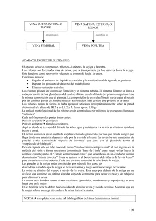 VENA SAFENA INTERNA O                   VENA SAFENA EXTERNA O
             MAYOR                                    MENOR

                    Desemboca en                                Desemboca en




        VENA FEMORAL                                VENA POPLITEA




APARATO EXCRETOR O URINARIO

El aparato urinario comprende 2 riñones, 2 uréteres, la vejiga y la uretra.
Los riñones son los productores de orina, que es transportada por los uréteres hasta la vejiga.
Ésta funciona como reservorio volcando su contenido hacia la uretra.
Funciones renales:
     • Regulan el volumen del líquido extracelular y la cantidad total de agua del organismo.
     • Depurar los producto de desecho del metabolismo
     • Elimina sustancias extrañas.
Los riñones poseen un sistema de filtración y un sistema tubular. El sistema filtrante se lleva a
cabo por medio de los glomérulos del cual se obtiene un ultrafiltrado del plasma sanguíneo (con
la misma composición que el plasma). La composición de este ultrafiltrado varía según el pasaje
por las distintas partes del sistema tubular. El resultado final de todo este proceso es la orina.
Los riñones tienen la forma de haba (poroto), ubicados retroperitonealmente sobre la pared
abdominal a la altura de D12 a las L1,2 y 3. Pesan aprox. 150 gr.
La unidad morfofuncional de los riñones están constituidas por millones de estructuras llamadas
“nefrones”
Cada nefrón posee dos partes importantes:
Porción secretoraà glomérulo
Porción colectoraà túmulos colectores.
Aquí es donde se extraen del filtrado las sales, agua y nutrientes y a su vez se eliminan residuos
(sales y urea).
El nefrón comienza en un ovillo de capilares llamado glomérulo, por los que circula sangre que
llega desde una arteriola aferente y sale por la arteriola eferente. Lo envuelve una membrana de
paredes dobles denominada “cápsula de Bowman” que junto con el glomérulo forma el
“corpúsculo de Malpighi”.
De esta cápsula sale un tubo conocido como “túbulo contorneado proximal” el cual ingresa en la
médula del riñón y forma una curva denominada “hasa de Henle” para luego volver hacia la
corteza; constituyendo el “Túbulo contorneado Distal” que desemboca en un conducto común
denominado “túbulo colector”. Éstos se reúnen en el borde interno del riñón en la Pélvis Renal”
para desembocar a los uréteres. Cada uno de éstos conducirá la orina hacia la vejiga.
Las paredes de la vejiga están constituidas por músculo liso capaz de
distenderse a medida que la vejiga se llena con orina y luego contraerse luego de vaciarse.
La orina se elimina del cuerpo a través de la uretra. Ésta nace por debajo de la vejiga en un
orificio que contiene un esfínter circular capaz de contraerse para sellar el paso y de relajarse
para eliminar la orina.
La uretra en el hombre consta de tres secciones (prostática, membranosa y esponjosa) y es mas
larga que en la mujer.
En el hombre tiene la doble funcionalidad de eliminar orina y líquido seminal. Mientras que en
la mujer solo se encarga de conducir la orina hacia el exterior.

 NOTAà completar con material bibliográfico del área de anatomía normal


                                                                                             100
 