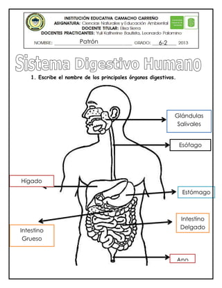 1. Escribe el nombre de los principales órganos digestivos.
Patrón 6-2
Glándulas
Salivales
Esófago
Hígado
Estómago
Intestino
Grueso
Intestino
Delgado
Ano
 