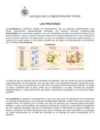 COLEGIO DE LA PRESENTACIÓN TUNJA
LAS PROTEÍNAS
Las proteínas son polímeros lineales de α-aminoácidos que se organizan aleatoriamente para
formar asociaciones estructuralmente diferentes, con diversas funciones biológicas. Los
aminoácidos son compuestos orgánicos que se caracterizan por tener una estructura básica de un
grupo carboxilo, unido a un grupo amino por medio de un carbono tetramérico (C α) que, además de
unirse al grupo carboxilo y al grupo amino, se une a un hidrógeno a través de su tercer enlace y, a
través de su cuarto enlace, a una cadena variable que da origen a la diversidad de α-aminoácidos
que constituyen las proteínas.
A pesar de que se conocen más de quinientos aminoácidos, solo son veinte los que se encuentran,
mayoritariamente, en las proteínas y los que dan origen a la diversidad funcional y estructural de las
mismas. Para que los aminoácidos se unan entre sí y puedan formar estructuras estables, se realiza
un enlace covalente entre el grupo amino de un aminoácido y el grupo carboxilo del siguiente,
estableciéndose un enlace tipo amida que posee características especiales y se denomina enlace
peptídico.
Las proteínas se sintetizan constantemente y, para que eso ocurra, la información de su estructura
se encuentra almacenada en una molécula completamente diferente, el ADN. Para que se forme una
proteína nueva, se requiere que se activen una serie de procesos que involucran varias estructuras
celulares, y otros, más complejos: de copiado de información a partir de un gen (ADN), la generación
de una molécula mensajera que lleve la información desde el ADN hasta el ribosoma (ARN) y la
lectura y traducción de dicha información para que el mensaje que viene codificado en un lenguaje
de cuatro componentes en el ARN sea traducido en un lenguaje de veinte componentes en la
proteína.
 