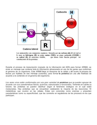 Durante el proceso de transcripción (copiado de la información del ADN para formar ARNM), se
envía un mensaje que contiene toda la información almacenada en uno de los genes que conforman
el genoma de un organismo. Este ARNM llega al ribosoma de la célula y allí ocurre el proceso de
lectura por tripletas de ese mensaje (codones), para formar la proteína con una alta fidelidad de
acuerdo a lo contenido en el genoma del organismo.
Los seres vivos están conformados por una gran variedad de proteínas que se pueden agrupar de
acuerdo con sus características físicas, químicas, estructurales o funcionales. Teniendo en cuenta su
función, las proteínas se pueden clasificar según el fenómeno biológico en el cual están
involucradas. Hay proteínas que se encuentran catalizando la mayoría de las reacciones 18
metabólicas que ocurren en las células. Estas son conocidas como enzimas y presentan
características como su especificidad, que las convierte en reguladoras de los procesos en los que
participan.
 