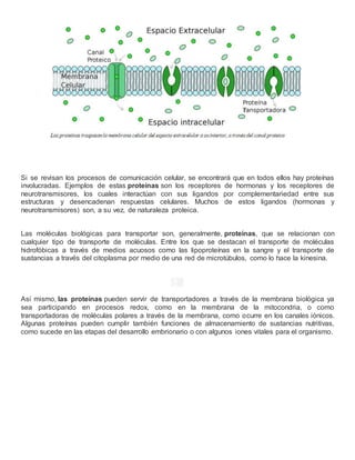 Si se revisan los procesos de comunicación celular, se encontrará que en todos ellos hay proteínas
involucradas. Ejemplos de estas proteínas son los receptores de hormonas y los receptores de
neurotransmisores, los cuales interactúan con sus ligandos por complementariedad entre sus
estructuras y desencadenan respuestas celulares. Muchos de estos ligandos (hormonas y
neurotransmisores) son, a su vez, de naturaleza proteica.
Las moléculas biológicas para transportar son, generalmente, proteínas, que se relacionan con
cualquier tipo de transporte de moléculas. Entre los que se destacan el transporte de moléculas
hidrofóbicas a través de medios acuosos como las lipoproteínas en la sangre y el transporte de
sustancias a través del citoplasma por medio de una red de microtúbulos, como lo hace la kinesina.
🔬�
Así mismo, las proteínas pueden servir de transportadores a través de la membrana biológica ya
sea participando en procesos redox, como en la membrana de la mitocondria, o como
transportadoras de moléculas polares a través de la membrana, como ocurre en los canales iónicos.
Algunas proteínas pueden cumplir también funciones de almacenamiento de sustancias nutritivas,
como sucede en las etapas del desarrollo embrionario o con algunos iones vitales para el organismo.
 
