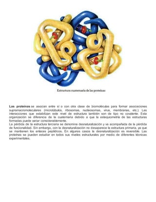 Las proteínas se asocian entre sí o con otra clase de biomoléculas para formar asociaciones
supramacromoleculares (microtúbulos, ribosomas, nucleosomas, virus, membranas, etc.). Las
interacciones que estabilizan este nivel de estructura también son de tipo no covalente. Esta
organización se diferencia de la cuaternaria debido a que la estequiometría de las estructuras
formadas puede variar considerablemente.
La pérdida de la estructura terciaria se denomina desnaturalización y va acompañada de la pérdida
de funcionalidad. Sin embargo, con la desnaturalización no desaparece la estructura primaria, ya que
se mantienen los enlaces peptídicos. En algunos casos la desnaturalización es reversible. Las
proteínas se pueden estudiar en todos sus niveles estructurales por medio de diferentes técnicas
experimentales.
 