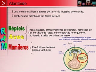 Alantóide
É uma membrana ligada a parte posterior do intestino do embrião.
É também uma membrana em forma de saco
Trocas gasosas, armazenamento de excretas, remoções de
sais de cálcio da casca e incorporação no esqueleto,
facilitando a saída do animal ao nascer.
É reduzido e forma o
Cordão Umbilical.
 