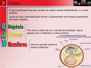 Córion
É uma membrana fina que envolve os outros anexos embrionários, é o mais
externo.
Junta-se com o alantóide para formar o alantocórion com função respiratória
em aves e répteis.
Fica sob a a casca do ovo, camada de proteção, trocas
gasosas com o embrião e o meio externo.
Une-se a parede uterina e
forma a placenta.
 