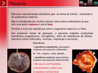 Placenta
Estrutura vascularizados mamíferos que se forma do Córion + Alantóide e
do endométrio materno.
Não é considerada por muitos autores como anexo embrionário já que
tem uma parte maternamaterna e outra fetalfetal.
Permite a troca de substâncias entre o organismo materno e o fetal.
Nos primeiros meses de gestação, a placenta trabalha produzindo
hormônios( progesterona, estrogênios), além de substâncias de defesa
(barreira contra infecções), nutrição, respiração e excreção.
Ocorrência:
• mamíferos metatérios( marsupiais)
vivíparos com placenta rudimentar;
Ex. Taz, canguru, coala, gambá,..
• mamíferos eutérios( placentários)
vivíparos com placenta desenvolvida
• Não ocorre nos Prototérios
( monotrematas), botam ovos.
Ex.équidna e ornitorrinco)
 