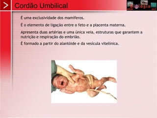 Cordão Umbilical
É uma exclusividade dos mamíferos.
É o elemento de ligação entre o feto e a placenta materna.
Apresenta duas artérias e uma única veia, estruturas que garantem a
nutrição e respiração do embrião.
É formado a partir do alantóide e da vesícula vitelínica.
 