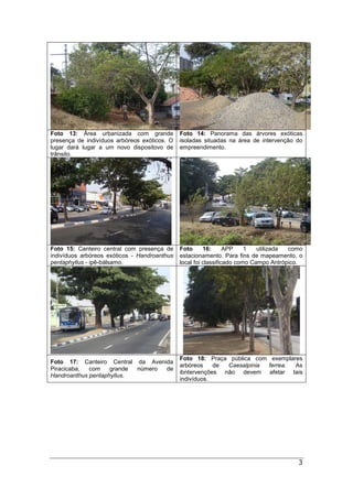 3
Foto 13: Área urbanizada com grande
presença de indivíduos arbóreos exóticos. O
lugar dará lugar a um novo dispositovo de
trânsito.
Foto 14: Panorama das árvores exóticas
isoladas situadas na área de intervenção do
empreendimento.
Foto 15: Canteiro central com presença de
indivíduos arbóreos exóticos - Handroanthus
pentaphyllus - ipê-bálsamo.
Foto 16: APP 1 utilizada como
estacionamento. Para fins de mapeamento, o
local foi classificado como Campo Antrópico.
Foto 17: Canteiro Central da Avenida
Piracicaba, com grande número de
Handroanthus pentaphyllus.
Foto 18: Praça pública com exemplares
arbóreos de Caesalpinia ferrea. As
ibntervenções não devem afetar tais
indivíduos.
 