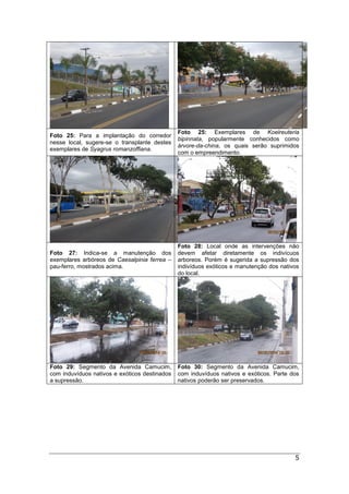 5
Foto 25: Para a implantação do corredor
nesse local, sugere-se o transplante destes
exemplares de Syagrus romanzoffiana.
Foto 25: Exemplares de Koelreuteria
bipinnata, popularmente conhecidos como
árvore-da-china, os quais serão suprimidos
com o empreendimento.
Foto 27: Indica-se a manutenção dos
exemplares arbóreos de Caesalpinia ferrea –
pau-ferro, mostrados acima.
Foto 28: Local onde as intervenções não
devem afetar diretamente os indivícuos
arboreos. Porém é sugerida a supressão dos
indivíduos exóticos e manutenção dos nativos
do local.
Foto 29: Segmento da Avenida Camucim,
com induvíduos nativos e exóticos destinados
a supressão.
Foto 30: Segmento da Avenida Camucim,
com induvíduos nativos e exóticos. Parte dos
nativos poderão ser preservados.
 