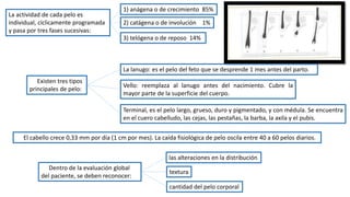 La actividad de cada pelo es
individual, cíclicamente programada
y pasa por tres fases sucesivas:
Terminal, es el pelo largo, grueso, duro y pigmentado, y con médula. Se encuentra
en el cuero cabelludo, las cejas, las pestañas, la barba, la axila y el pubis.
1) anágena o de crecimiento 85%
2) catágena o de involución 1%
3) telógena o de reposo 14%
El cabello crece 0,33 mm por día (1 cm por mes). La caída fisiológica de pelo oscila entre 40 a 60 pelos diarios.
Existen tres tipos
principales de pelo:
Dentro de la evaluación global
del paciente, se deben reconocer:
La lanugo: es el pelo del feto que se desprende 1 mes antes del parto.
Vello: reemplaza al lanugo antes del nacimiento. Cubre la
mayor parte de la superficie del cuerpo.
las alteraciones en la distribución
textura
cantidad del pelo corporal
 