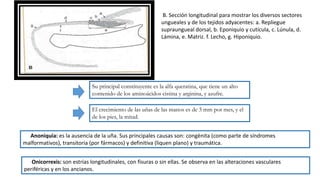 B. Sección longitudinal para mostrar los diversos sectores
ungueales y de los tejidos adyacentes: a. Repliegue
supraungueal dorsal, b. Eponiquio y cutícula, c. Lúnula, d.
Lámina, e. Matriz. f. Lecho, g. Hiponiquio.
El crecimiento de las uñas de las manos es de 3 mm por mes, y el
de los pies, la mitad.
Su principal constituyente es la alfa queratina, que tiene un alto
contenido de los aminoácidos cistina y arginina, y azufre.
Anoniquia: es la ausencia de la uña. Sus principales causas son: congènita (como parte de síndromes
malformativos), transitoria (por fármacos) y definitiva (liquen plano) y traumática.
Onicorrexis: son estrías longitudinales, con fisuras o sin ellas. Se observa en las alteraciones vasculares
periféricas y en los ancianos.
 