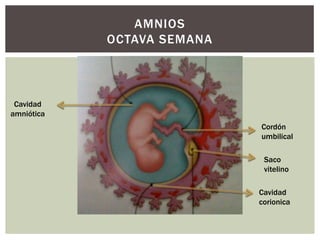 AMNIOS
OCTAVA SEMANA

Cavidad
amniótica
Cordón
umbilical
Saco
vitelino
Cavidad
corionica

 