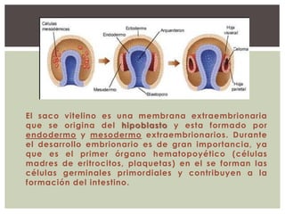 El saco vitelino es una membrana extraembrionaria
que se origina del hipoblasto y esta formado por
endodermo y mesodermo extraembrionarios. Durante
el desarrollo embrionario es de gran importancia, ya
que es el primer órgano hematopoyético (células
madres de eritrocitos, plaquetas) en el se forman las
células germinales primordiales y contribuyen a la
formación del intestino.

 