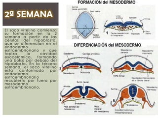 El saco v itel i no comi enza
su formaci ón en l a 2
semana a parti r de l as
cél ul as del hipobl as to ,
que s e diferencian en el
endodermo
extraembri onari o y que
tapi za
la
cav idad
exocel omi ca,
formando
una bol s a por debajo del
hipobl as to . En l a tercera
semana, el saco v itel i no
esta
conformado
por
endodermo
extraembri onari o
recubi erto por fuera por
mesodermo
extraembri onari o .

 