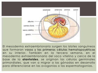 El mesodermo extraembrionario surgen los islotes sanguíneos
que formaran vasos y las primeras células hematopoyéticas
en su interior. También en la tercera semana, en el
mesodermo extraembrionario del saco vitelino y cerca de la
base de la alantoides, se originan las células germinales
primordiales, que van a migrar a las gónadas en desarrollo
para diferenciarse en las ovogonias o las espermatogonias.

 