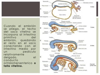 Cuando el embrión
se pliega, el techo
del saco vitelino se
incorpora al intestino
primitivo
del
embrión, quedando
el resto en el saco
conectando con el
intestino medio por
un
pedículo
relativamente
delgado,
el
conducto
onfalomersenterico o
tallo vitelino.

 