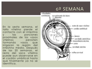 En la sexta semana, el
tallo vitelino pierde el
contacto con el intestino
y
las
porciones
proximales de los vasos
vitelinos
persisten
formando
vasos
que
irrigaran la región del
intestino medio. Después
de las 20 semanas, el
resto del saco vitelino
puede aun observarse en
el cordón umbilical hasta
que finalmente ya no se
identifica.

 