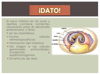 El saco vitelino en las aves y
reptiles contiene nutrientes
necesarios para el desarrollo
embrionario y fetal.
Y en los mamíferos:
 Forma
células
hematopoyéticas
 Formación del intestino
 Da origen a las células
germinales
primordiales:
ovogonias
y
espermatogonias
 Divertículo de ileal

 