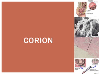 CORION

 
