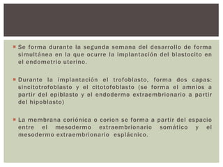  Se forma durante la segunda semana del desarrollo de forma
simultánea en la que ocurre la implantación del blastocito en
el endometrio uterino.
 Durante la implantación el trofoblasto, forma dos capas:
sincitotrofoblasto y el citotofoblasto (se forma el amnios a
partir del epiblasto y el endodermo extraembrionario a partir
del hipoblasto)
 La membrana coriónica o corion se forma a partir del espacio
entre el mesodermo extraembrionario somático y el
mesodermo extraembrionario esplácnico.

 