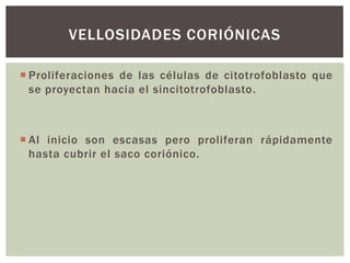 VELLOSIDADES CORIÓNICAS
 Proliferaciones de las células de citotrofoblasto que
se proyectan hacia el sincitotrofoblasto.

 Al inicio son escasas pero proliferan rápidamente
hasta cubrir el saco coriónico.

 