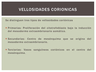 VELLOSIDADES CORIONICAS
Se distinguen tres tipos de vellosidades coriónicas
 Primarias: Proliferación del citotrofoblasto bajo la inducción
del mesodermo extraembrionario somático.
 Secundarias: Centro de mesénquima que se origina del
mesodermo extraembrionario.
 Terciarias: Vasos sanguíneos coriónicos en el centro del
mesénquima.

 
