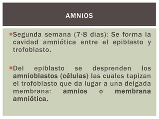 AMNIOS
Segunda semana (7-8 días): Se forma la
cavidad amniótica entre el epiblasto y
trofoblasto.

Del epiblasto se desprenden los
amnioblastos (células) las cuales tapizan
el trofoblasto que da lugar a una delgada
membrana:
amnios
o
membrana
amniótica.

 