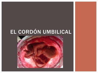 EL CORDÓN UMBILICAL

 